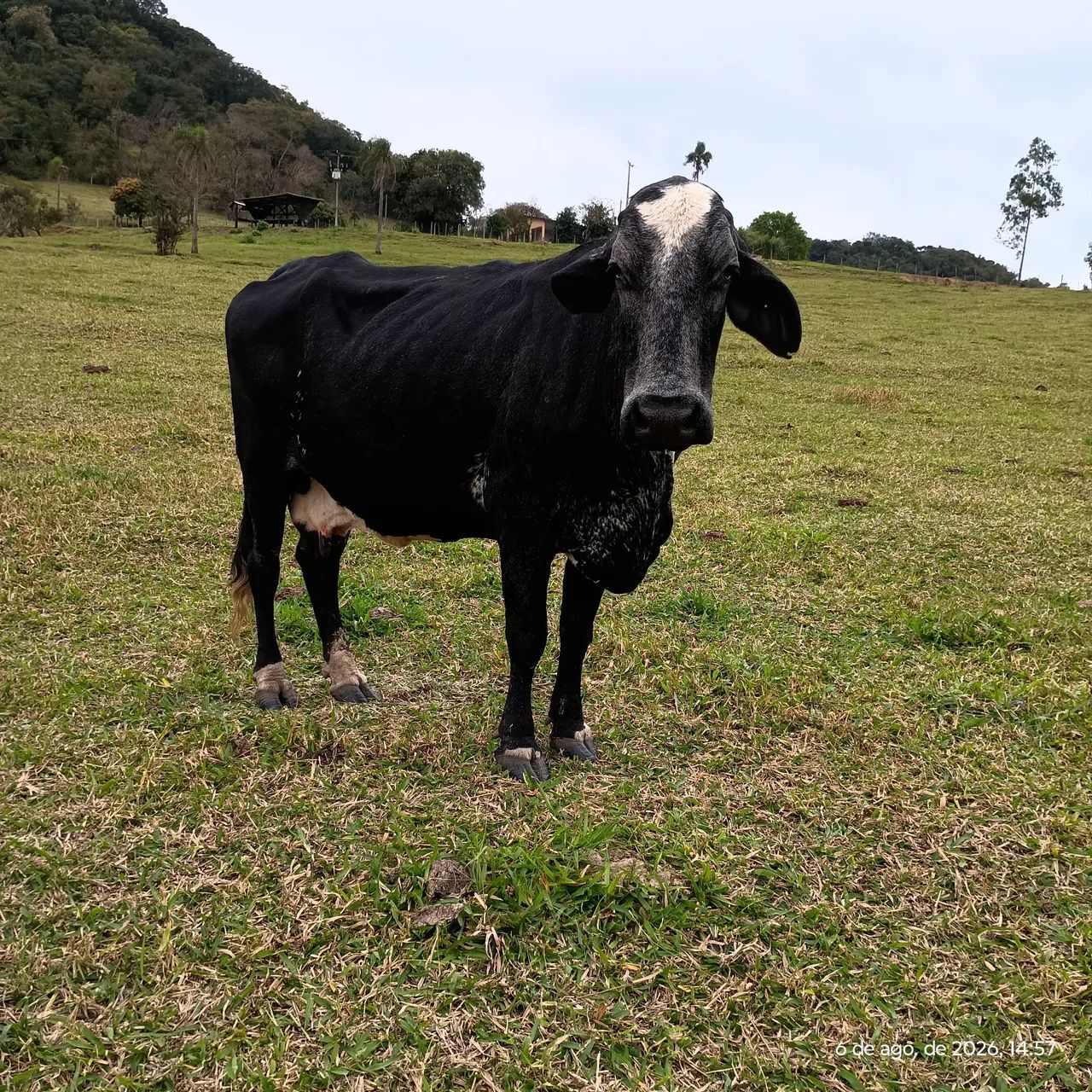 Vaca de leite  - Foto 3