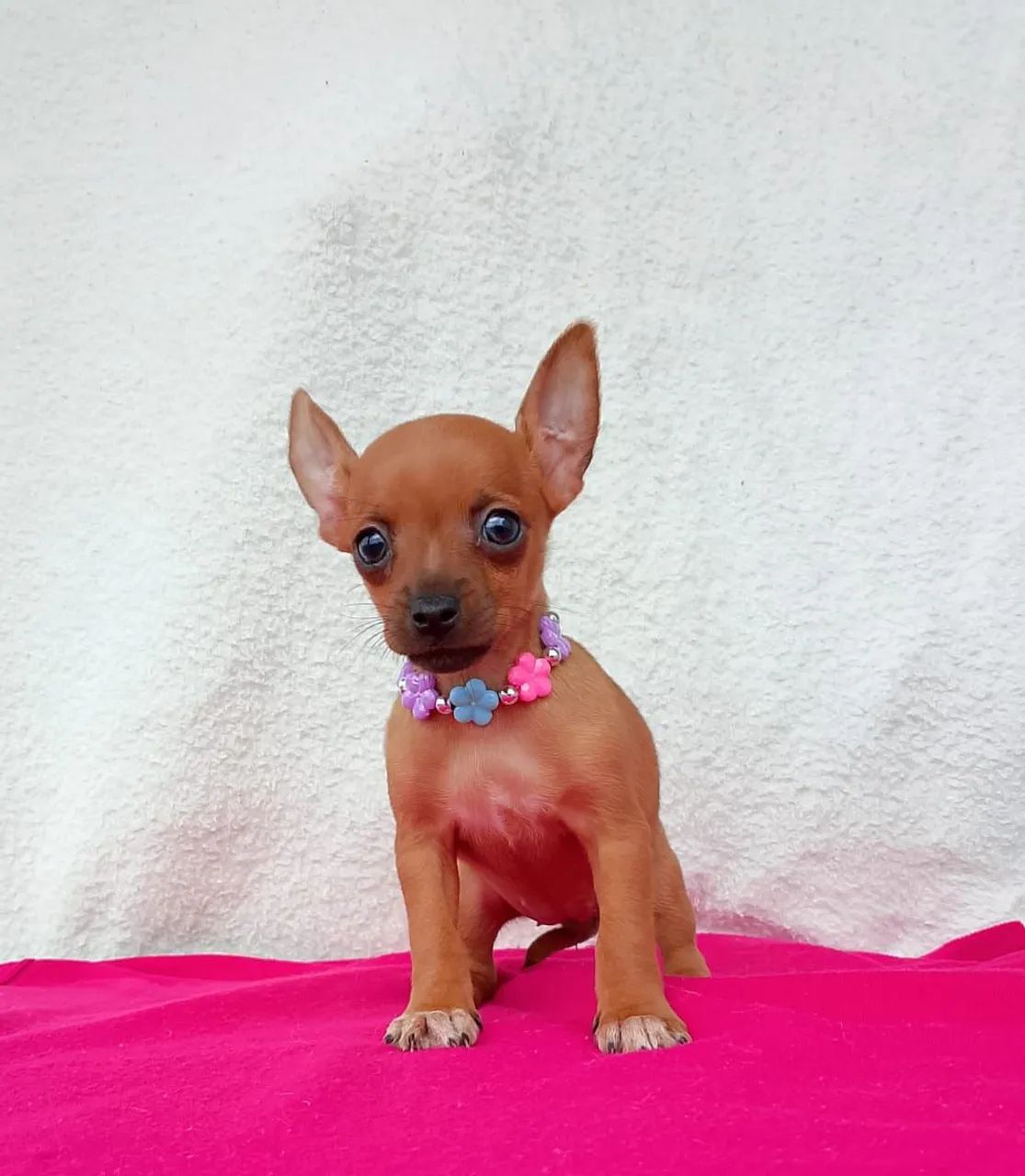 Linda fêmea disponível 