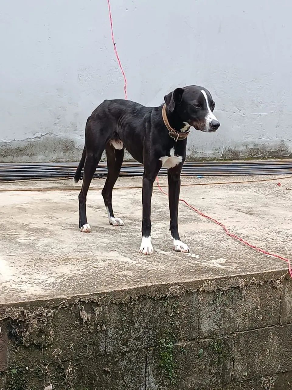 Adoção Pet - Foto 2
