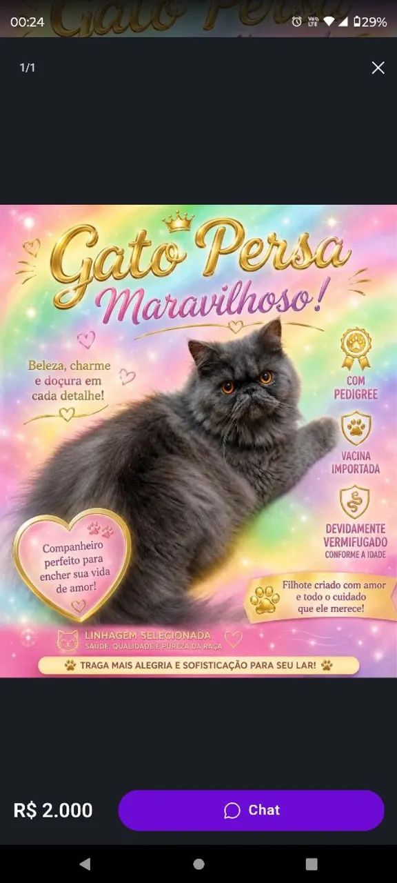 Macho persa com pedigree tomou todas as vacinas enportada tem 9 noves meses 