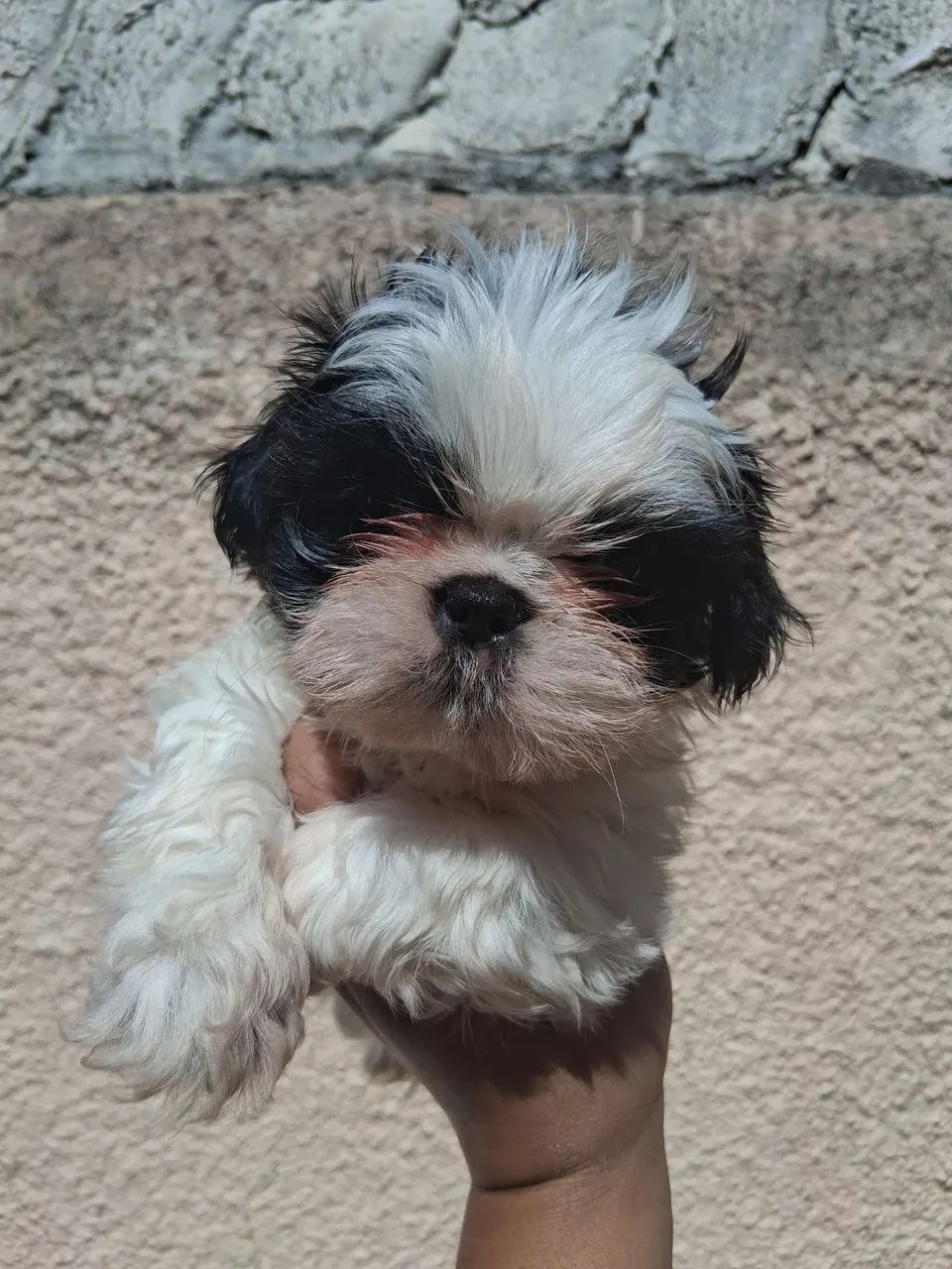 Shitzu perfeito! - Foto 5