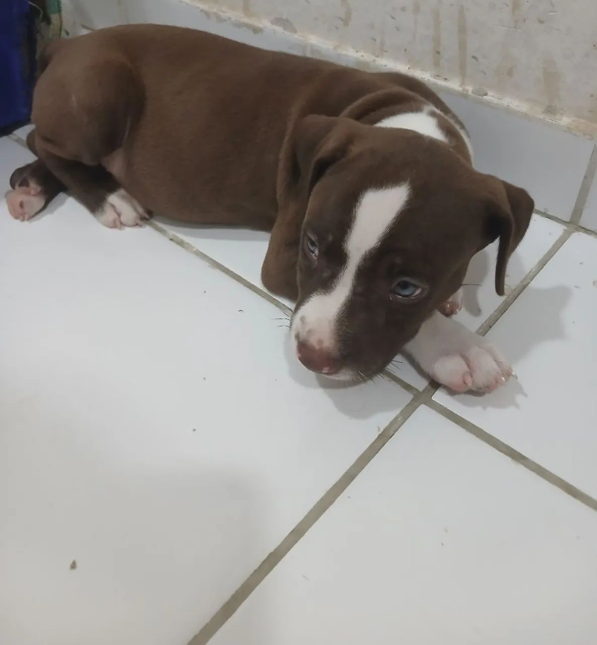 FILHOTE DE PITBULL  - Foto 3