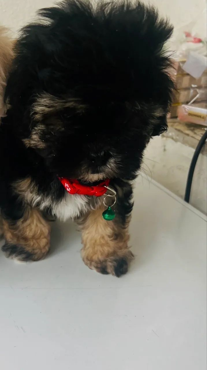 Machinho poodle  micro toy  - Foto 4