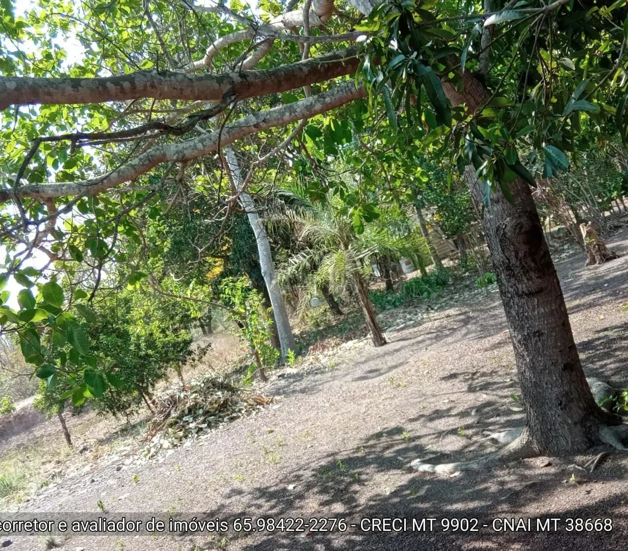 sítio de 30 hectares no assentamento comunidade sadia 3 - Foto 2