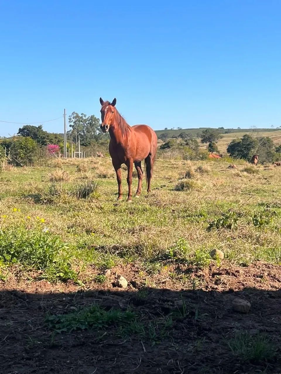 Égua quarto de milha  - Foto 2