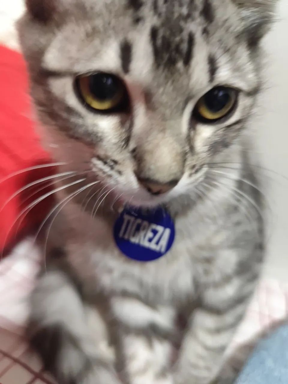 DOAÇÃO DE GATA - Foto 4