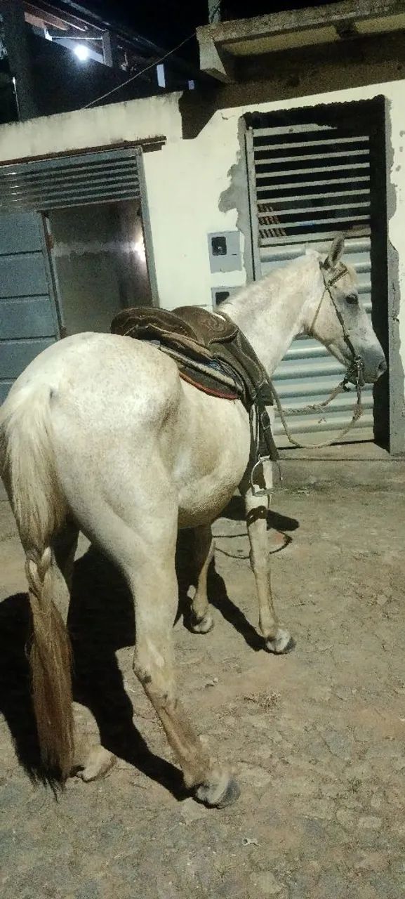 Cavalo de serviço  - Foto 4