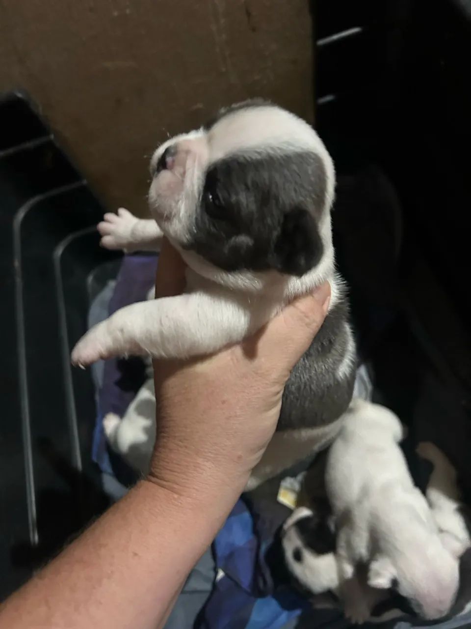 Buldogue francês  - Foto 5