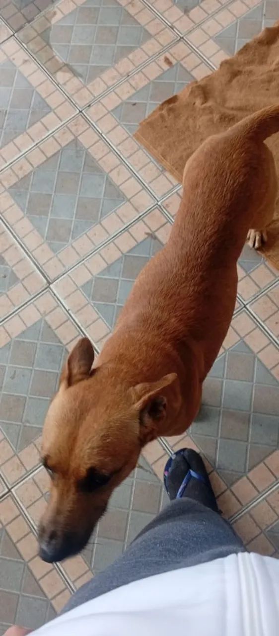 Doaçao de Cachorros Vira-Latas - Porte medio - Parelheiros/SP - Foto 5