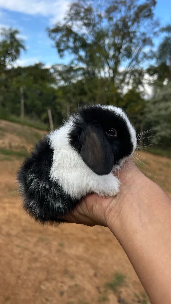 Mini coelhos 