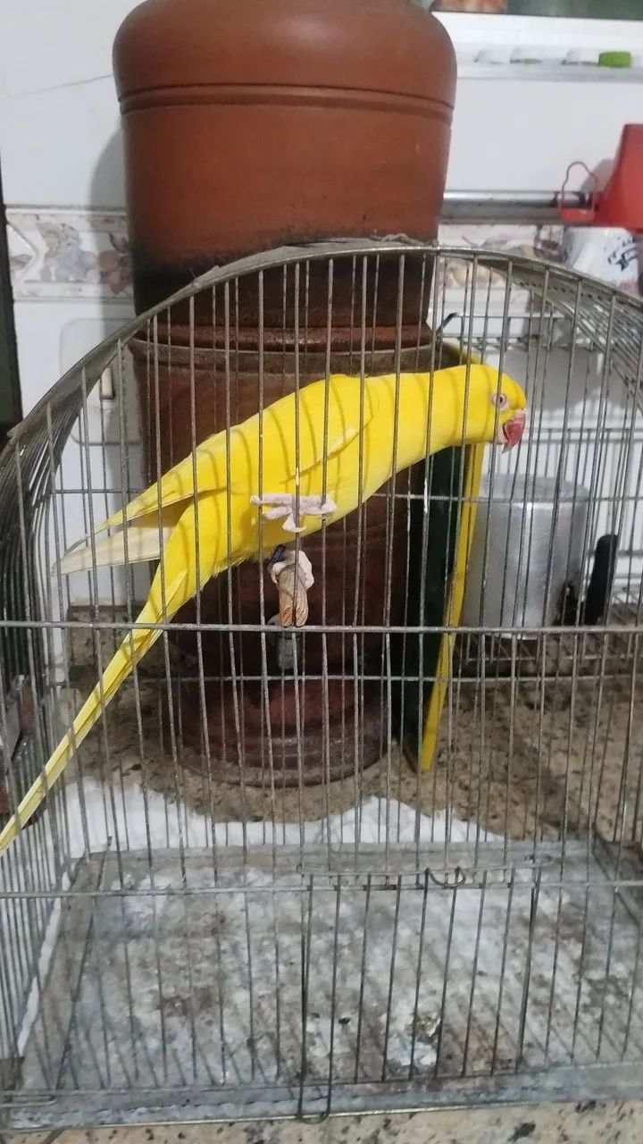 Vendo 