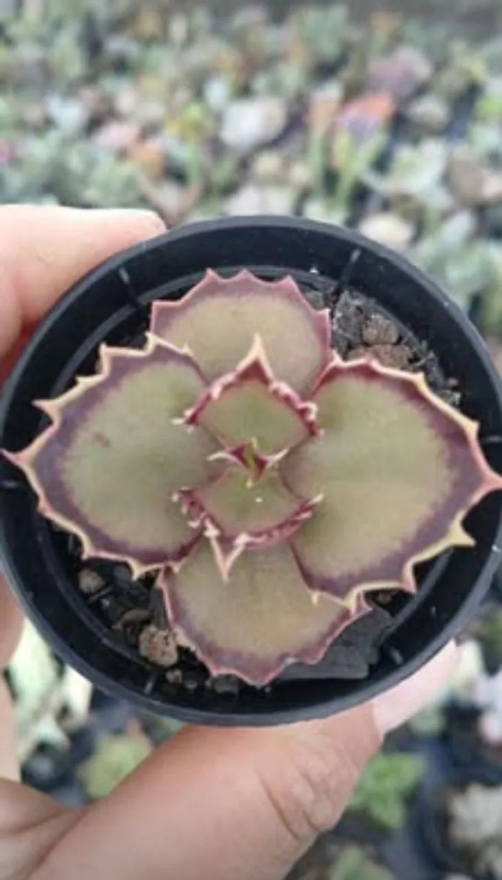 Suculentas e Cactos a partir de 2 reais - Foto 4