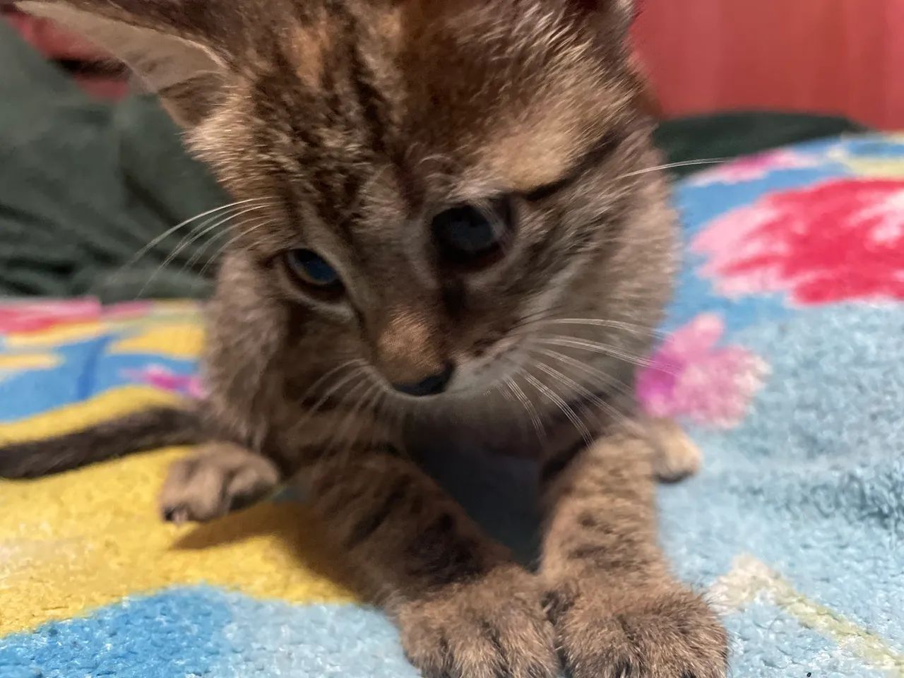 Gatinha 