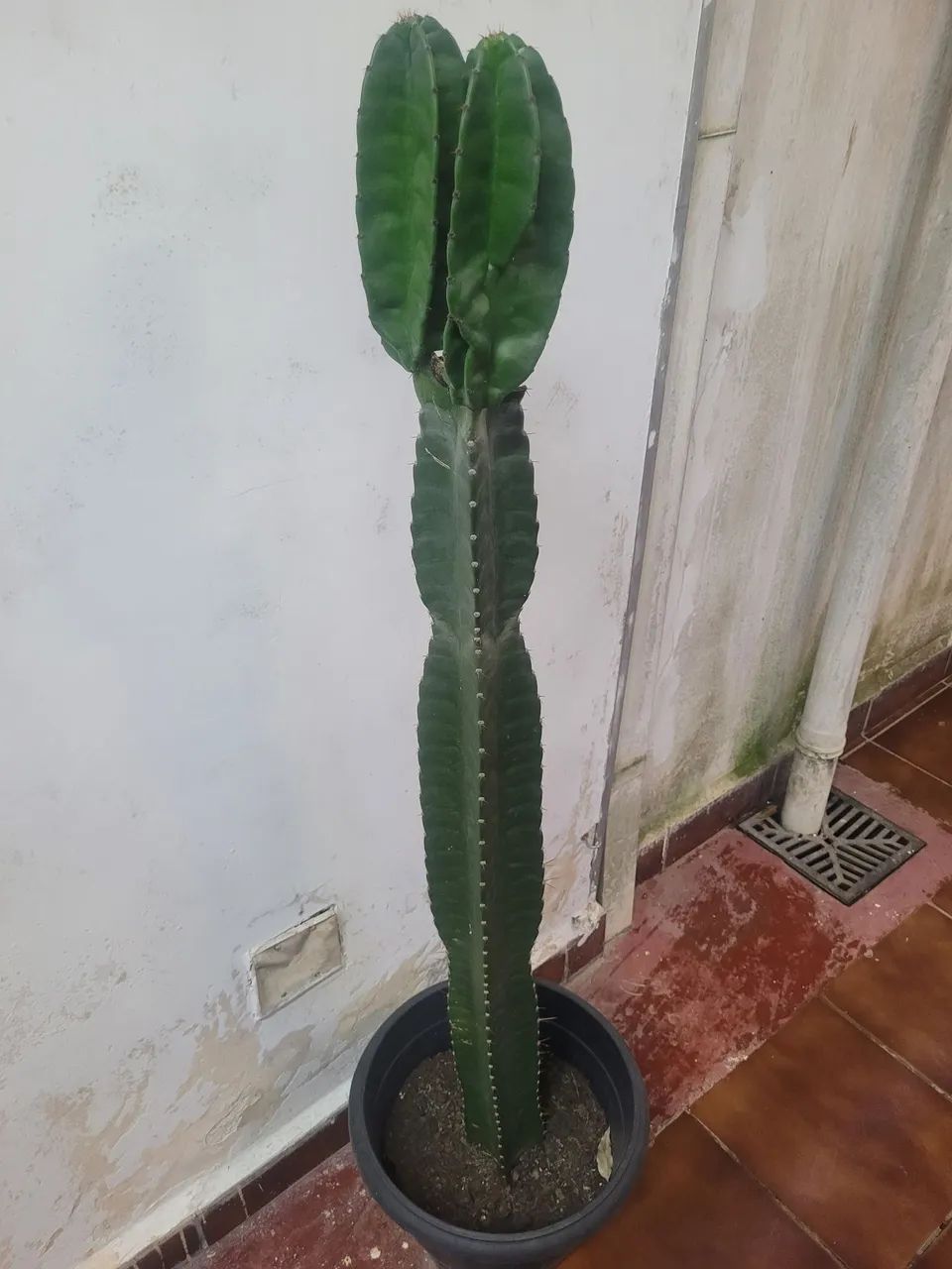 Plantas cactos 