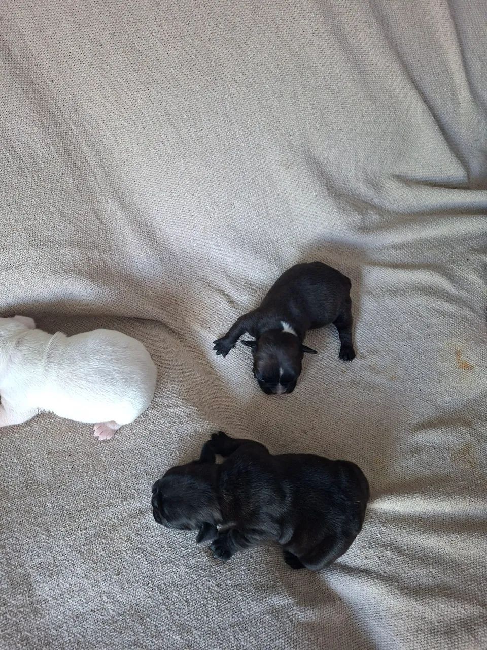 Filhote de bulldog francês  - Foto 5