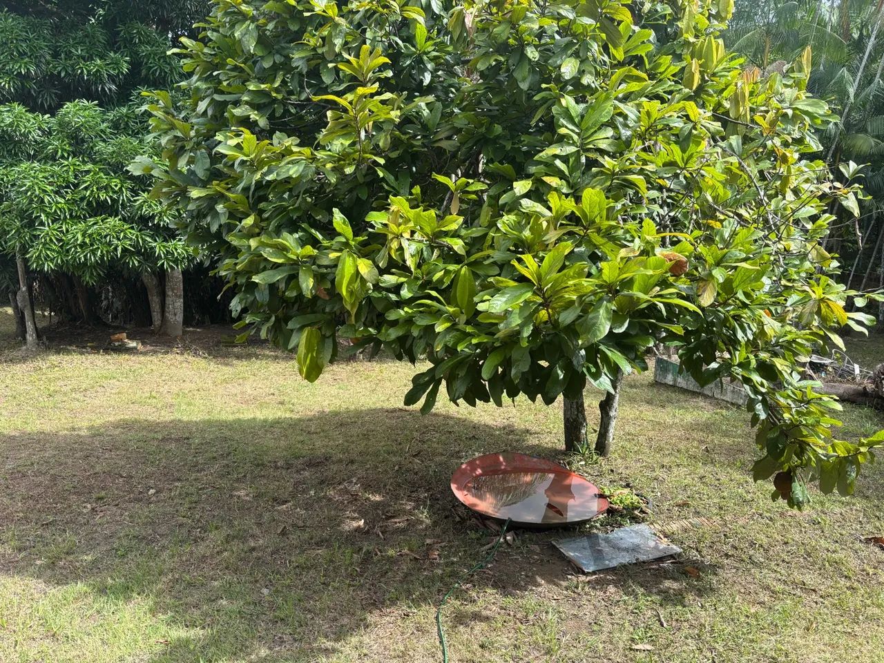 Locação de terreno  - Foto 2
