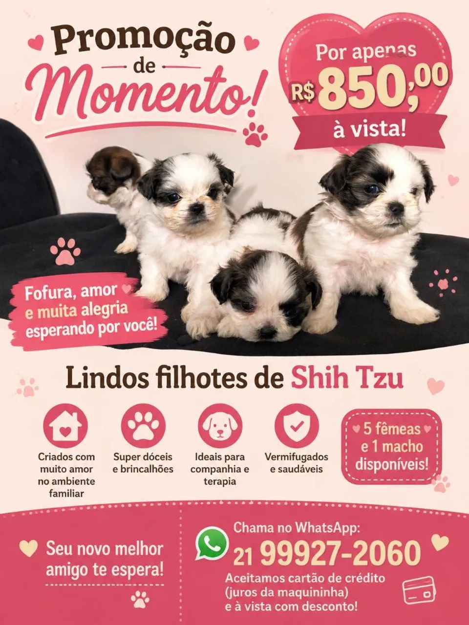 Shitzu puros oportunidade 