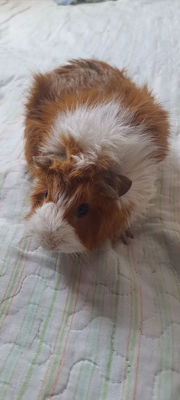 Porquinho da Índia  - Foto 3