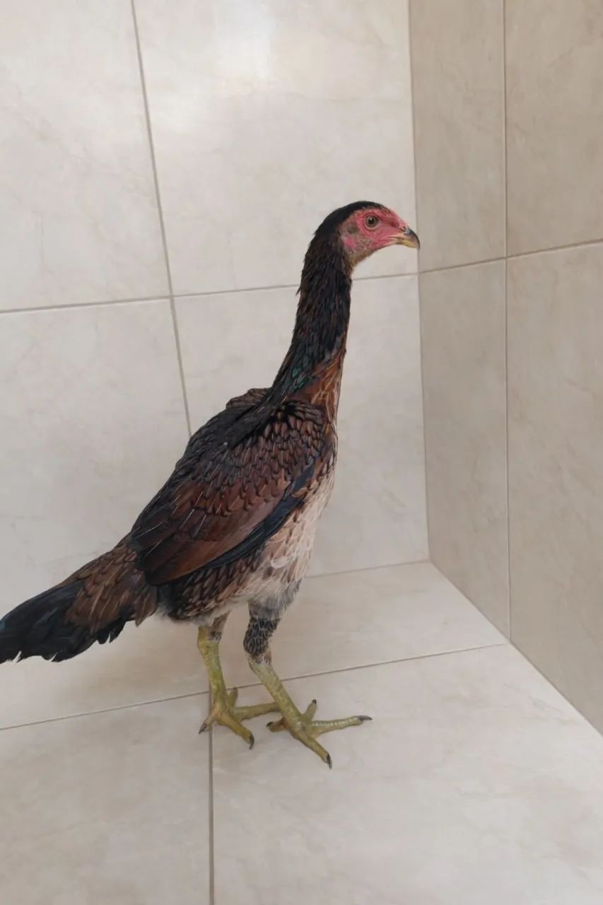 Galinhas tailandesas com ganoi - Foto 5