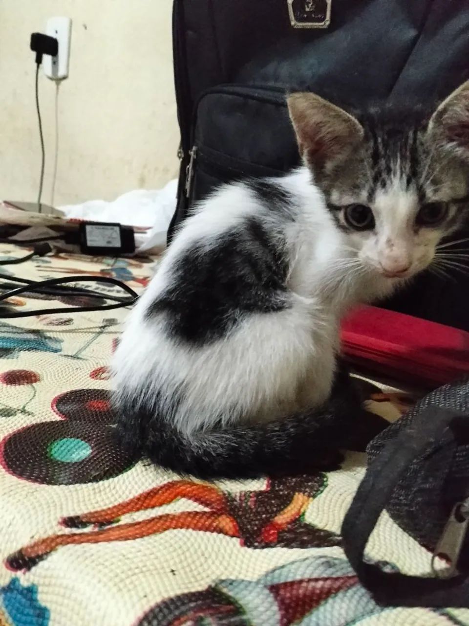 Doação de gatinhos  - Foto 2