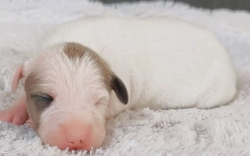 Galgo Italiano - Foto 3