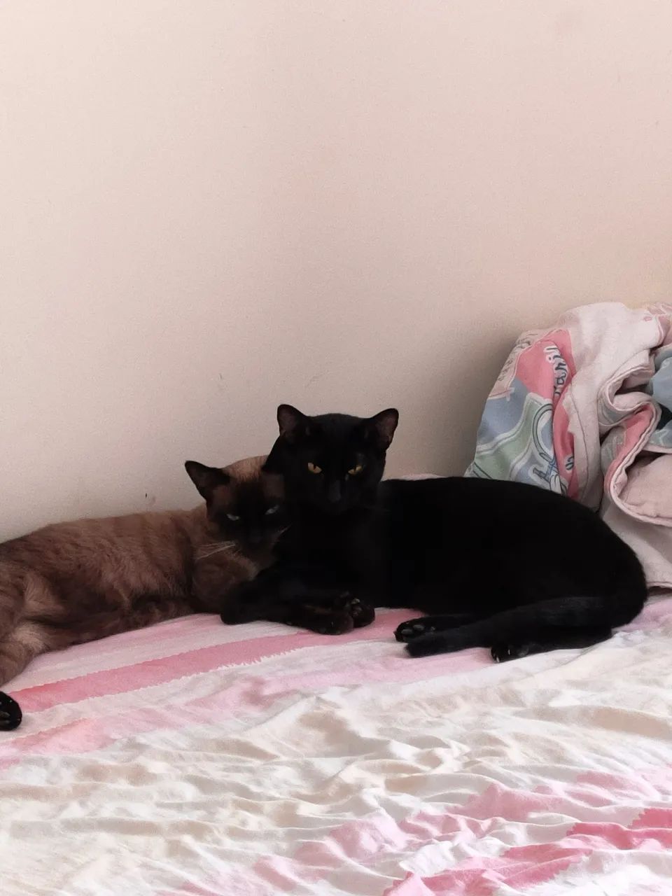 Doação de pet
