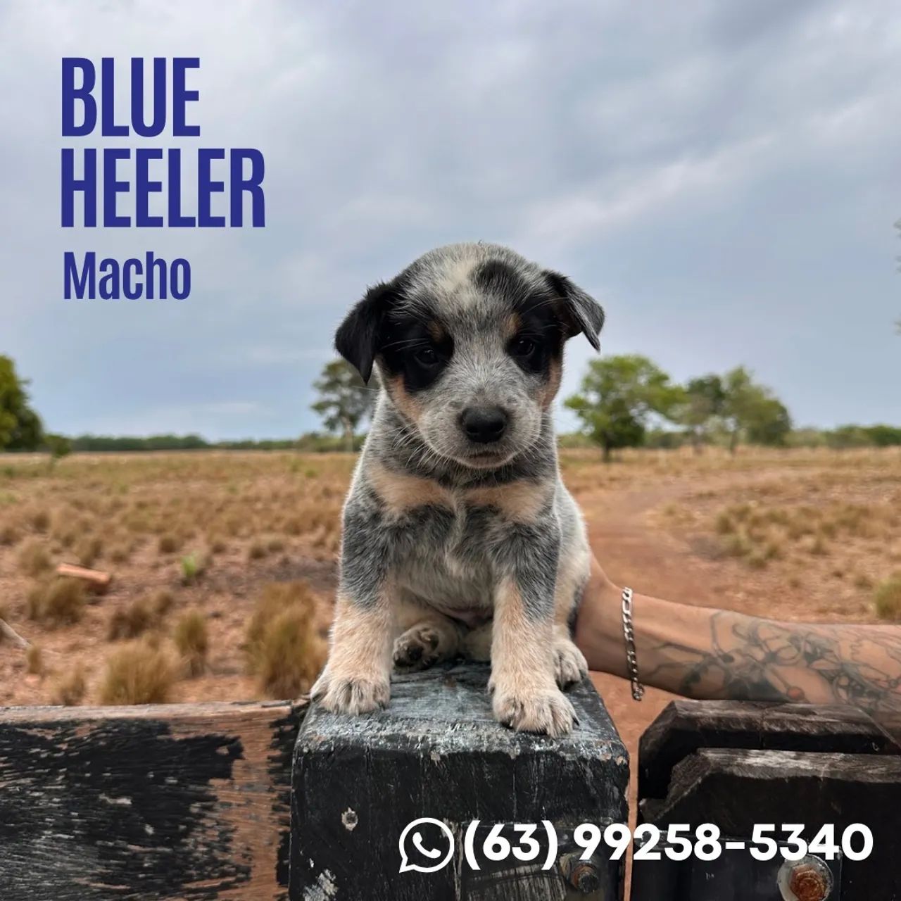 Vendo Blue Heeler - Foto 3