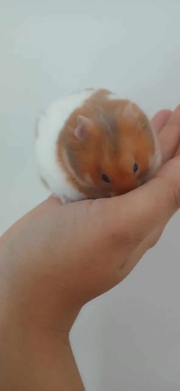 Hamster sírio - Foto 3