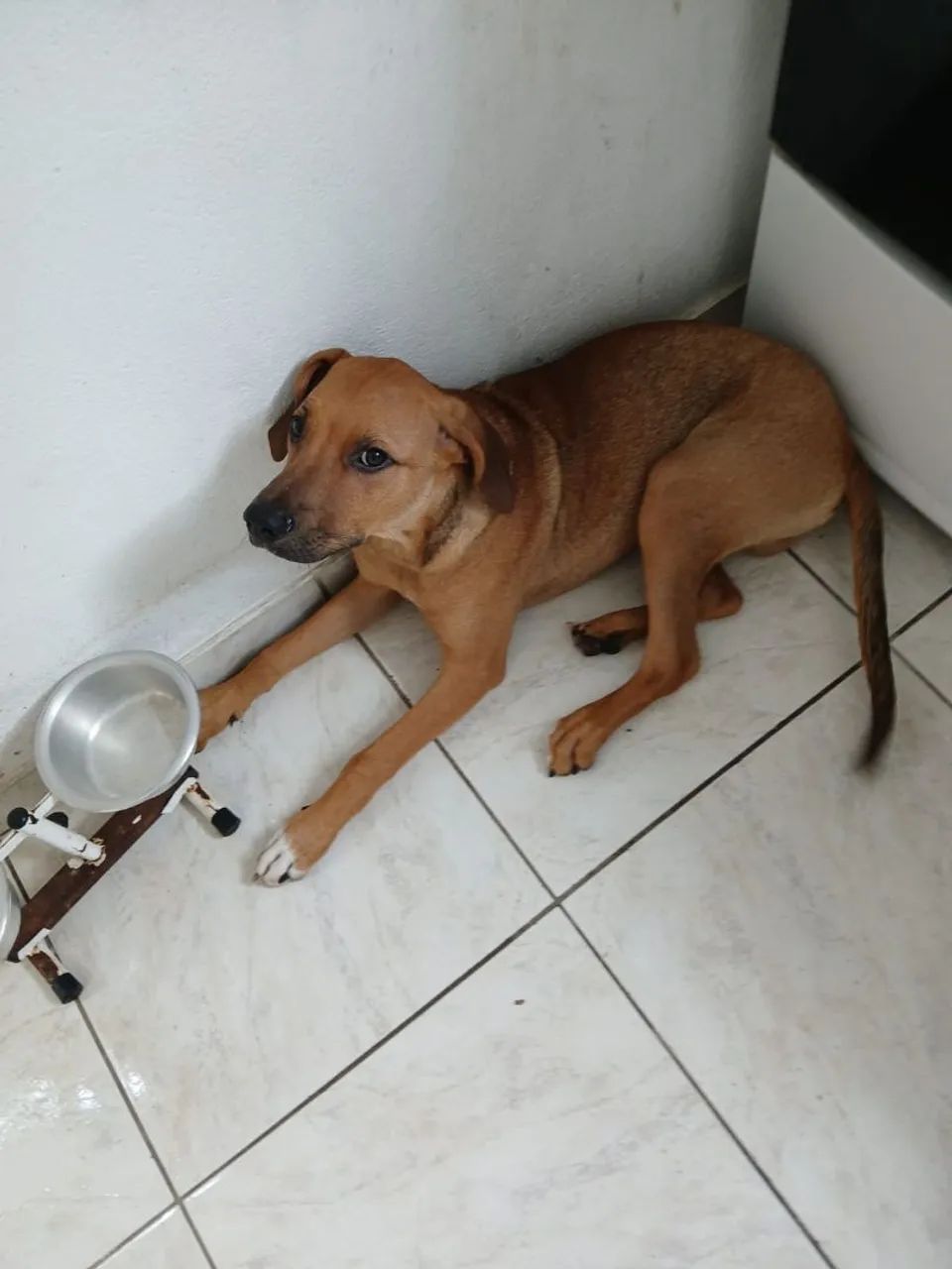 Doa-se cachorro  - Foto 2