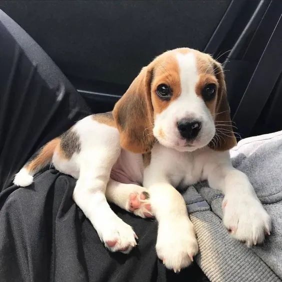 Beagle 13 Polegadas Amor que acompanha suas fases