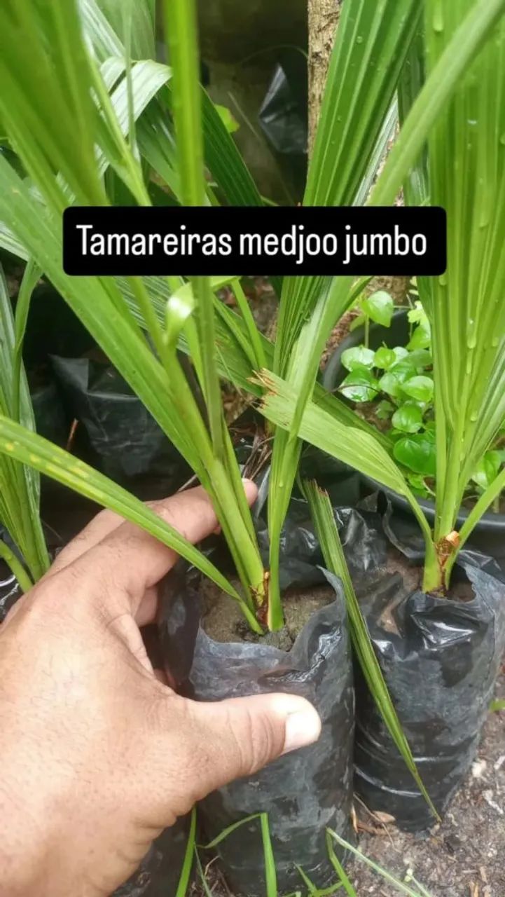 Tamareira  - Foto 5