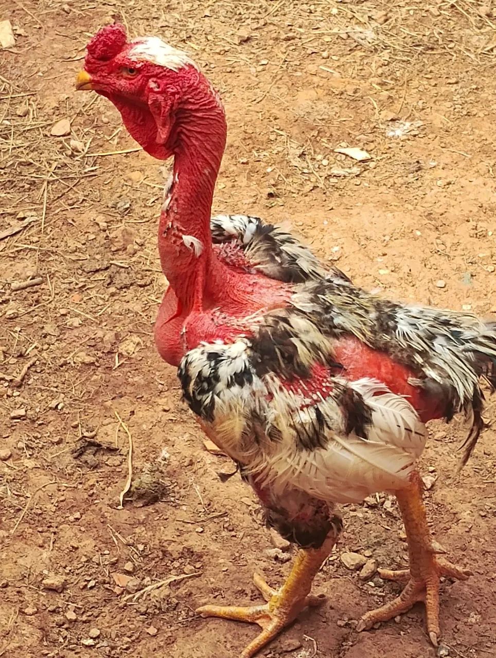 Galo polaco + galinhas  - Foto 6