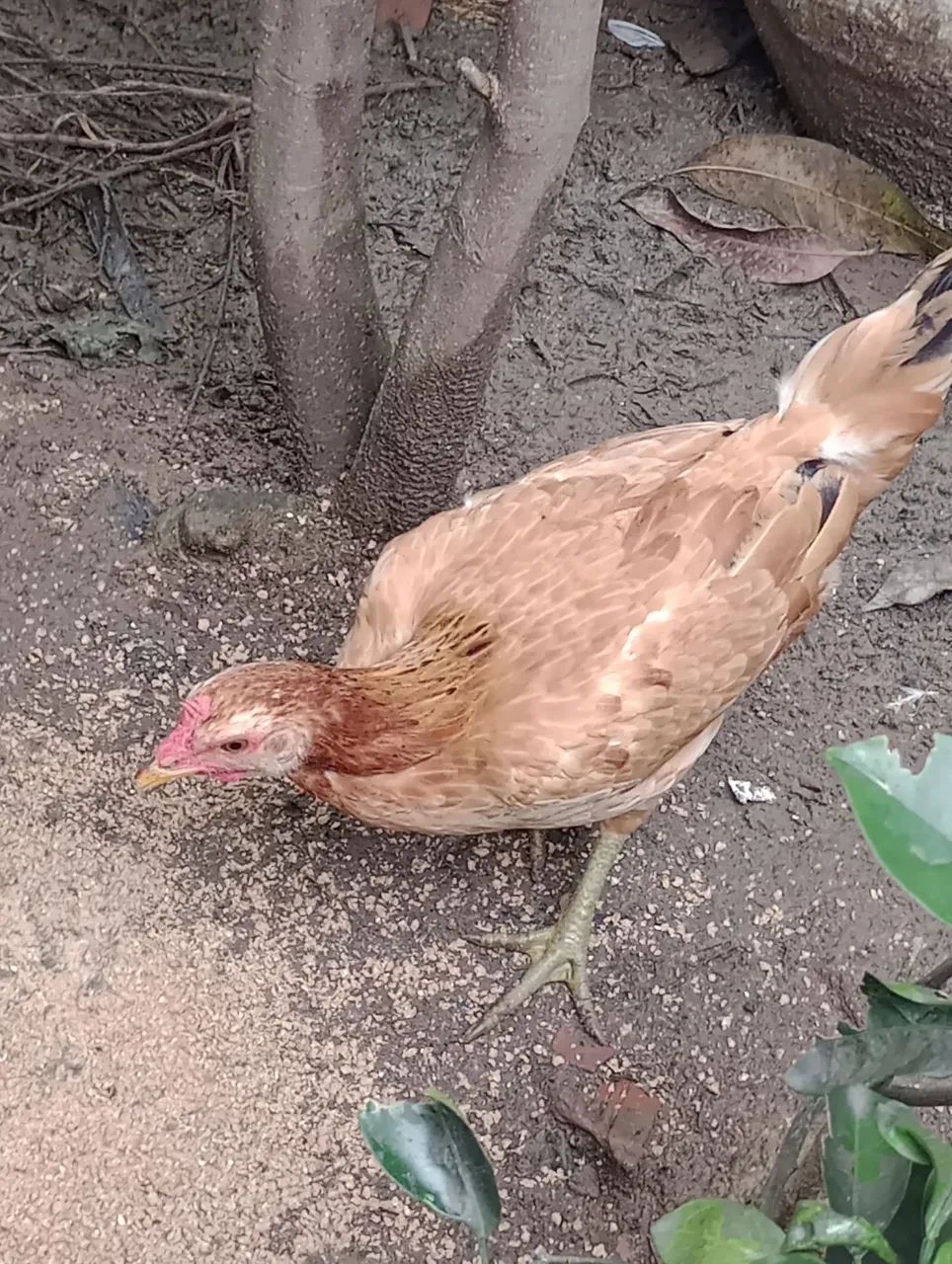 Galinhas 