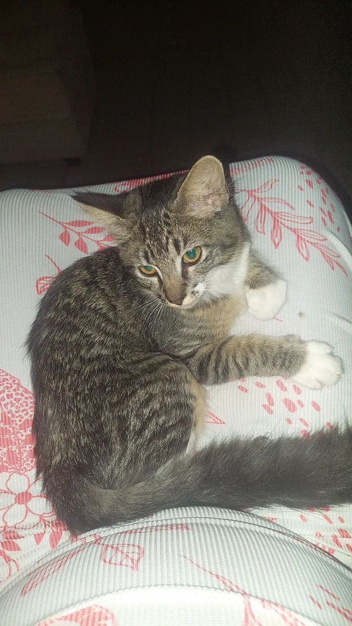 Doação de Gatinha - Foto 2