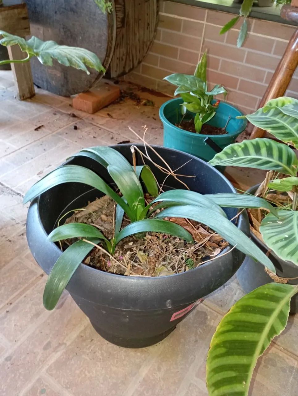 Sementes e plantas 