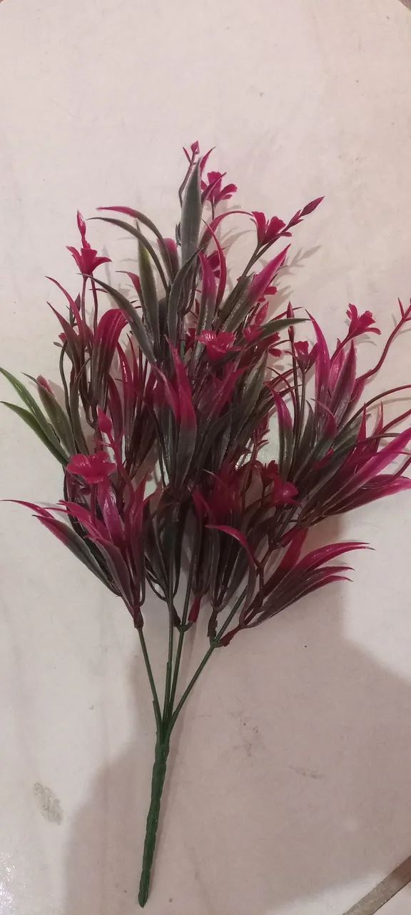Plantas para aquário e decoração 