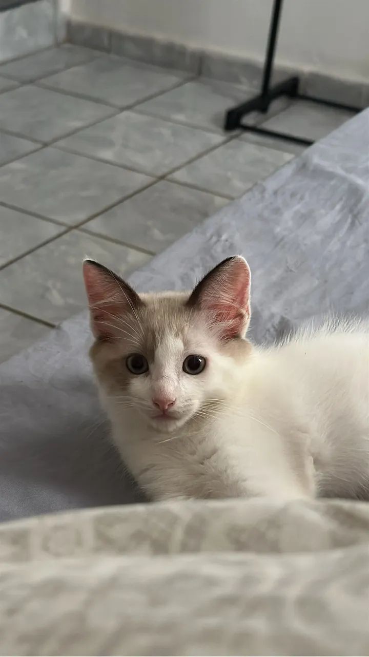 Adoção responsável  - Foto 4