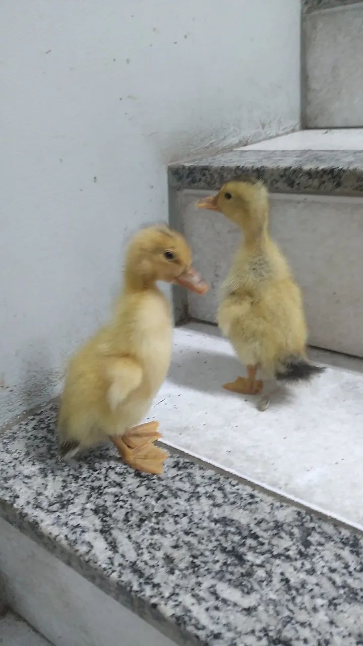 Marreco 