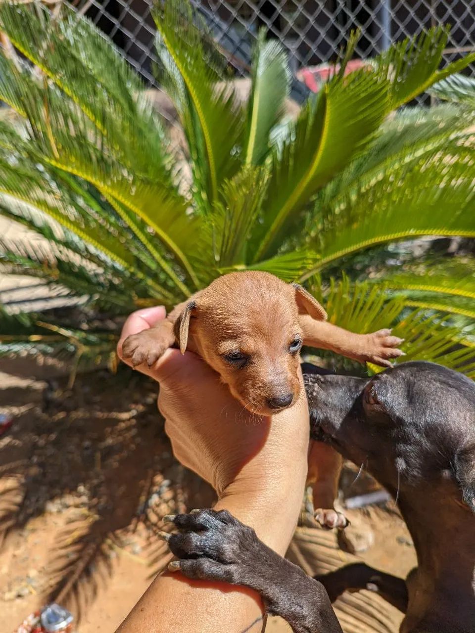 Pinscher 