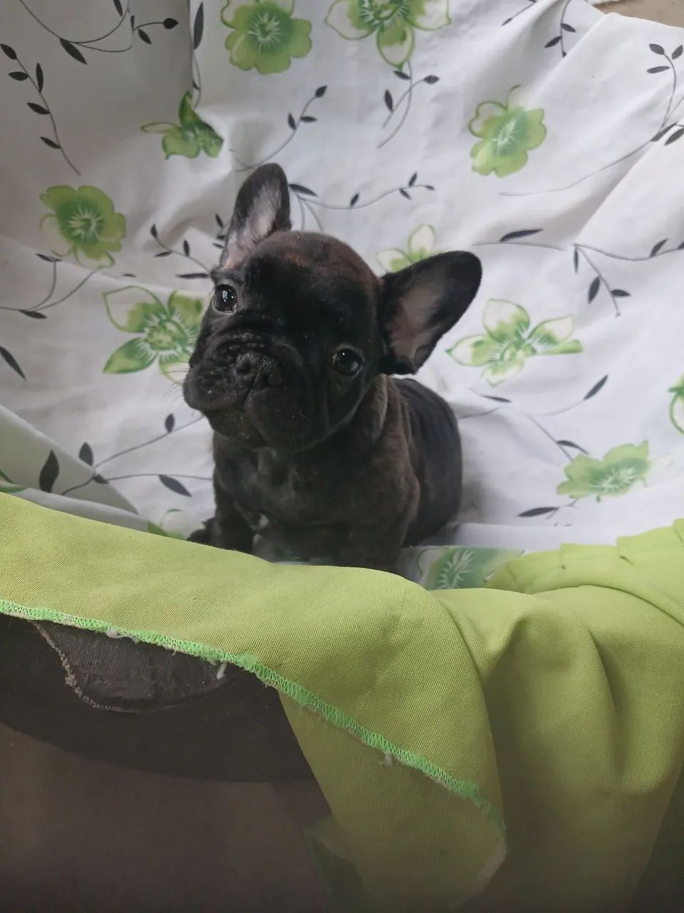 Buldogue francês  - Foto 2