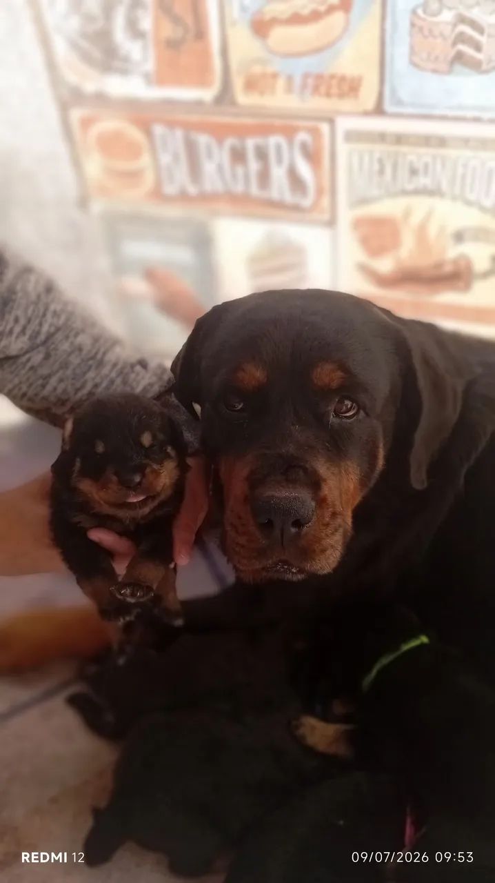 Filhotes de rottweiler interessado chama  - Foto 4