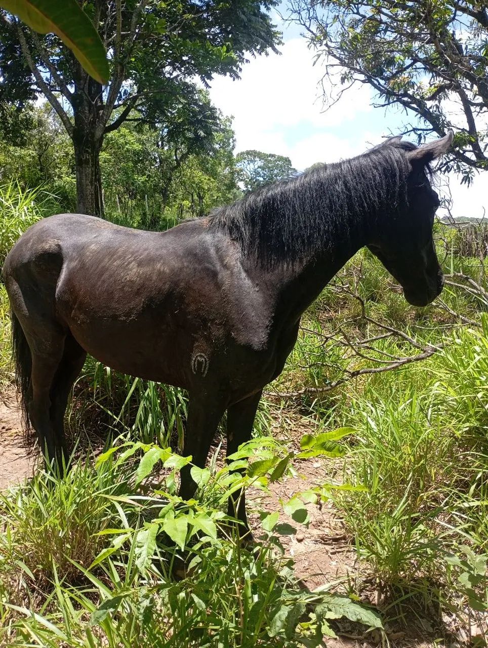 Cavalo Mangalarga 