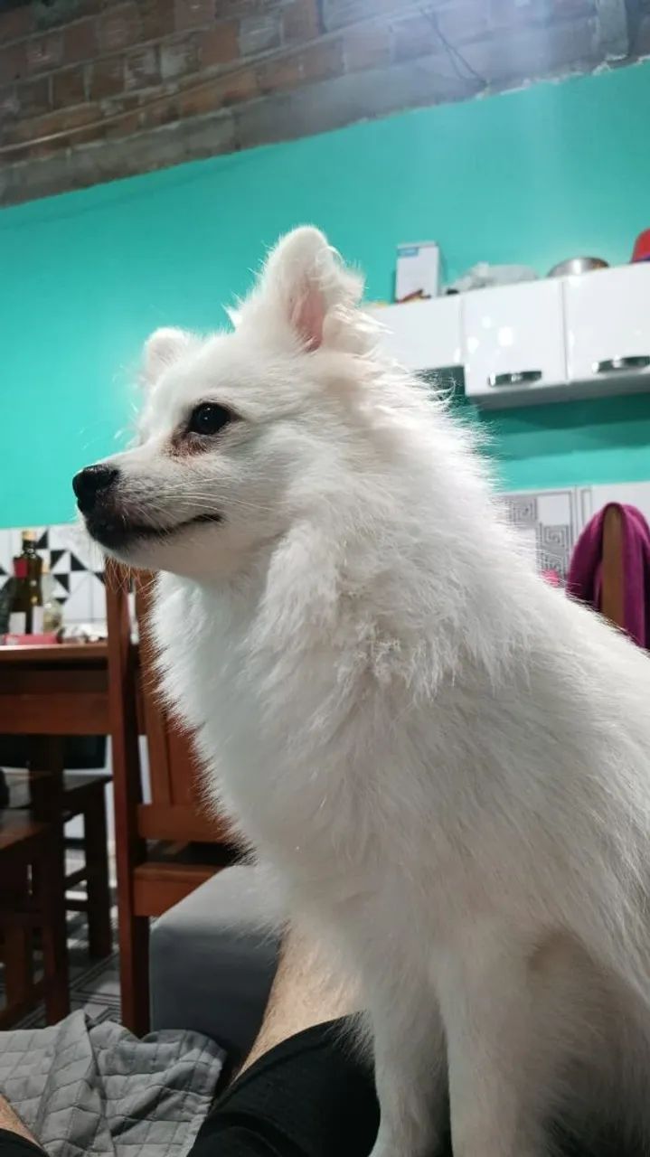 Spitz alemão - Cachorros - Japiim, Manaus 1501264719 | OLX