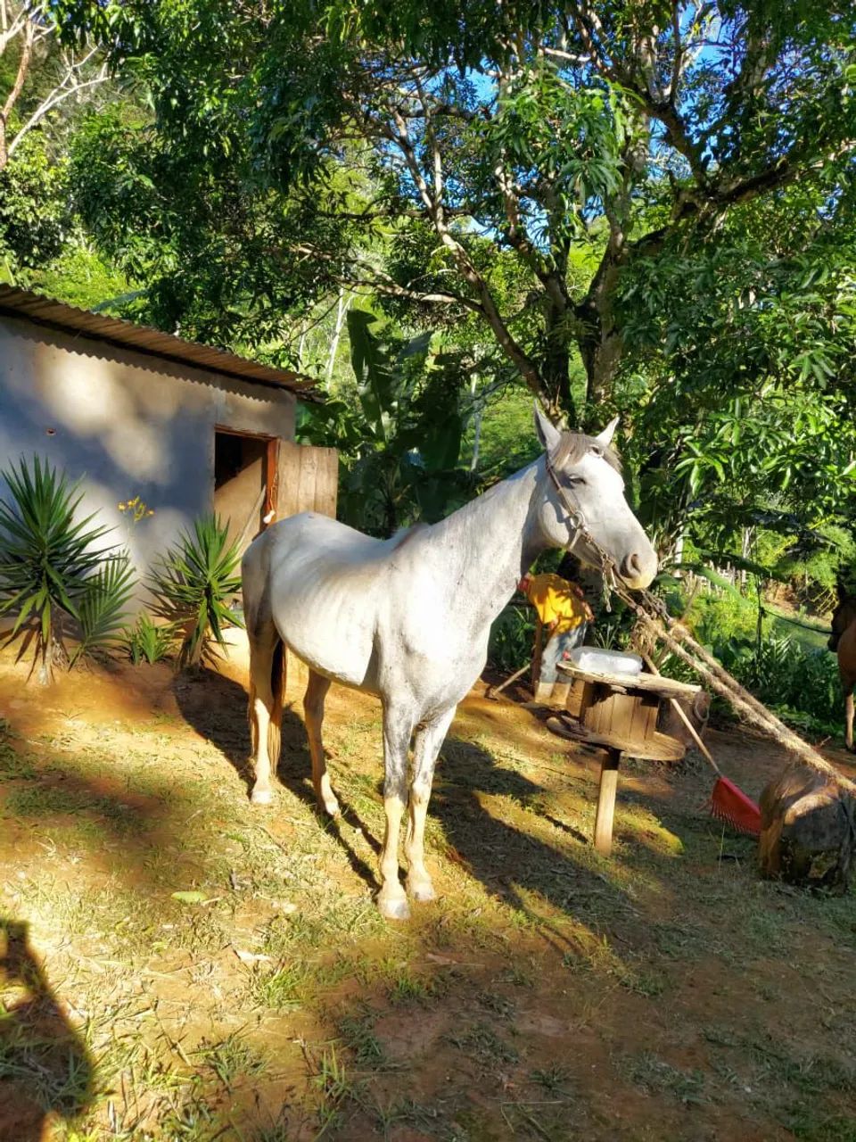 Vendo égua mangalarga  - Foto 5