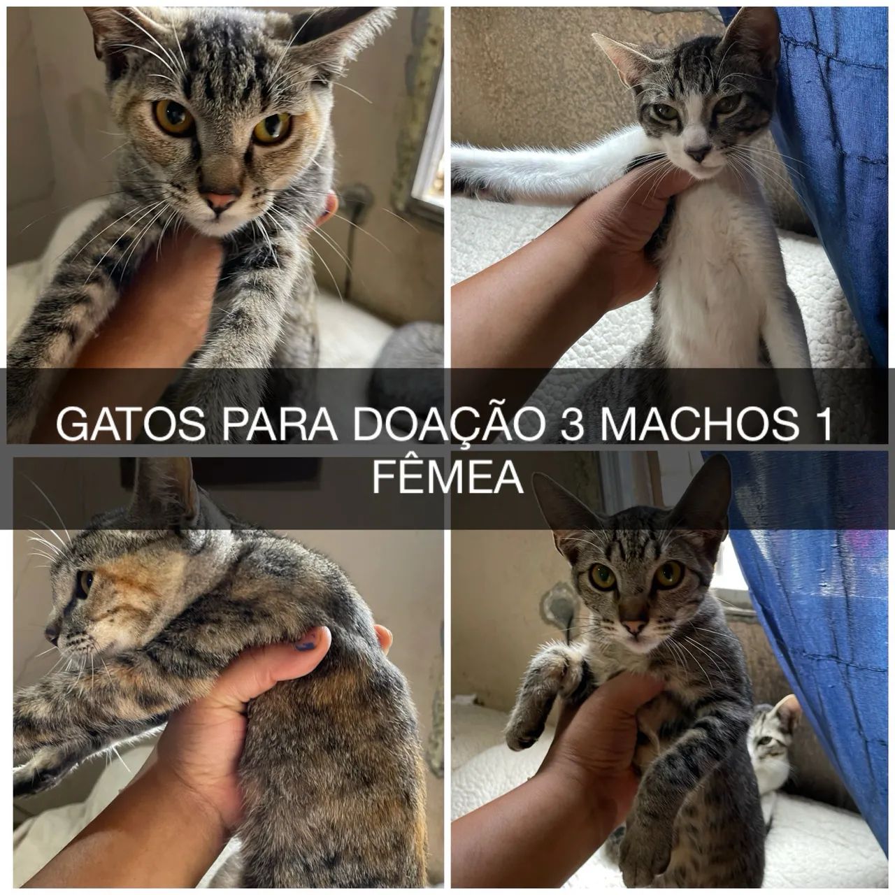 GATOS, PRA DOAÇÃO M CASTRADOS SOU DE FERRAZ ZL