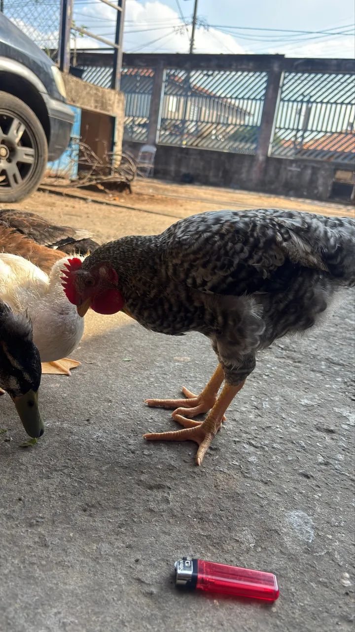 Frango caipira  - Foto 4