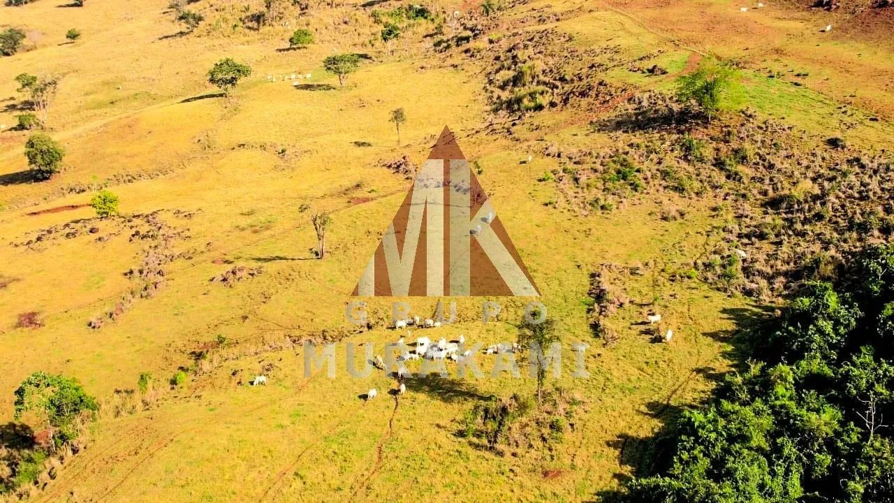 FAZENDA - NOVA AURORA - PR - Foto 4