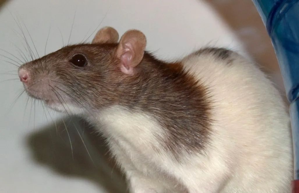 Rato twister macho dupla ( marrom e um bege rex )  - Foto 2