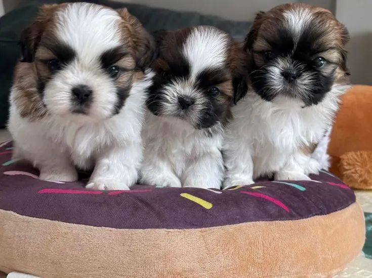 Shih Tzu micro lindinho 