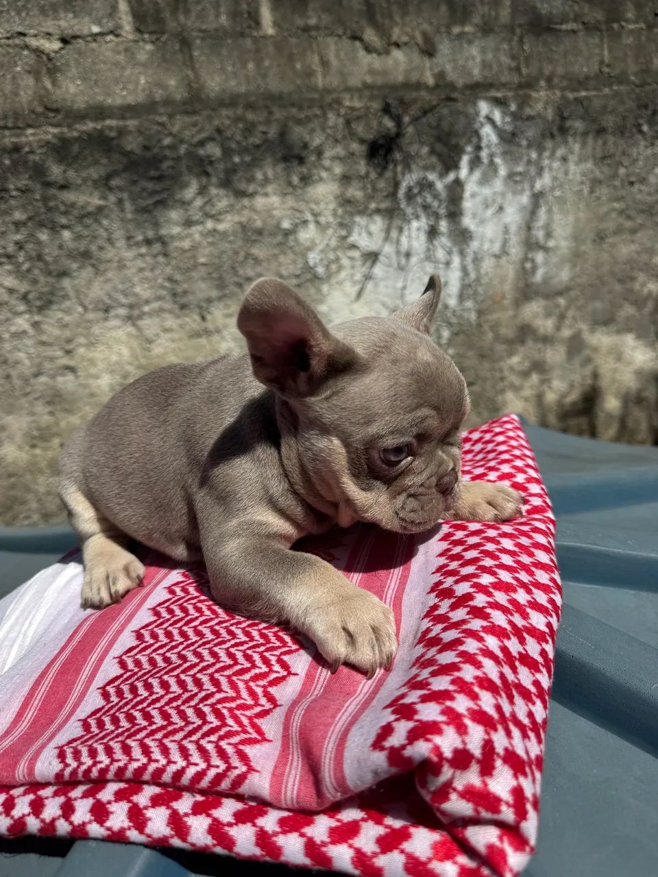 Bulldog Francês - Foto 2
